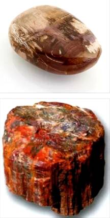 Камень ксилолит