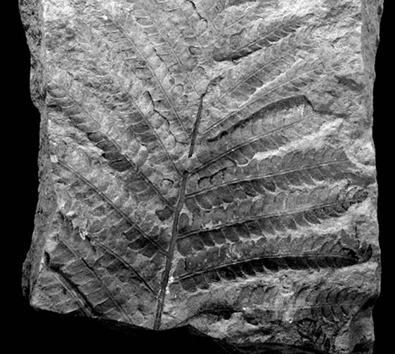 Каменный уголь с отпечатками древних растений