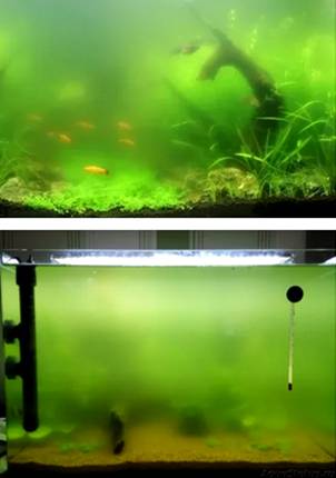 Пленка на воде в аквариуме: причины и способы устранения
