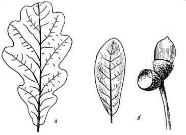 формы листьев
