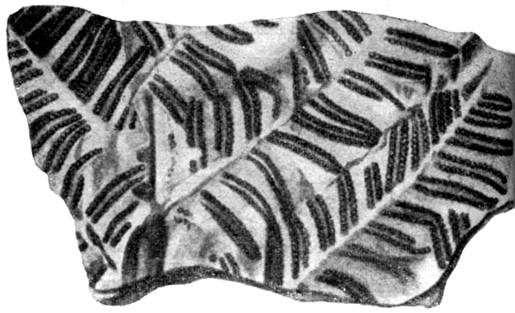 Лист папоротника со спорангиями из каменноугольных отложений 