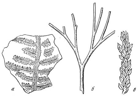 Растения верхнепермских медистых сланцев