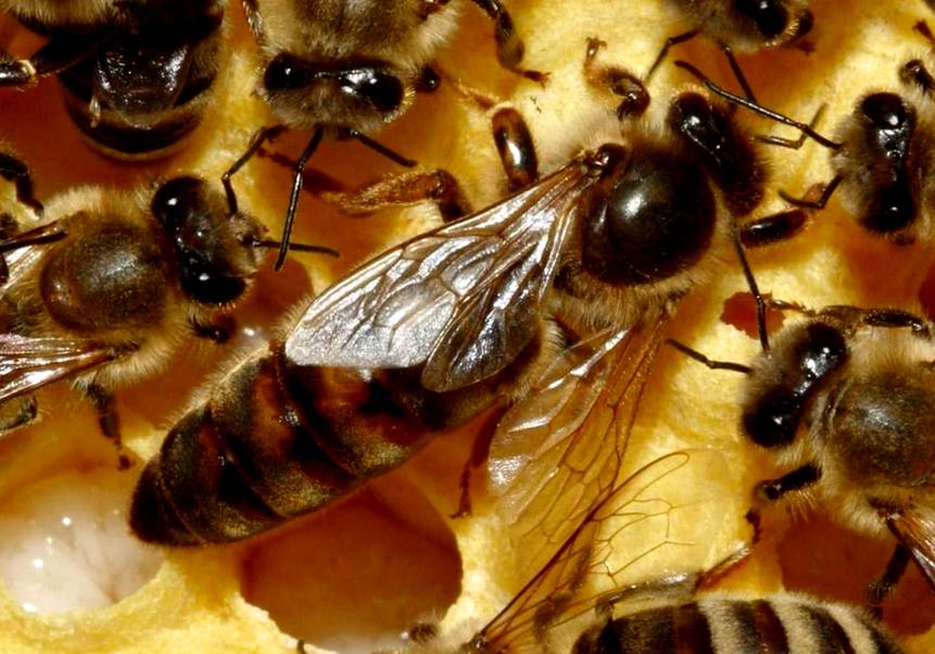 Фотография пчелиной матки