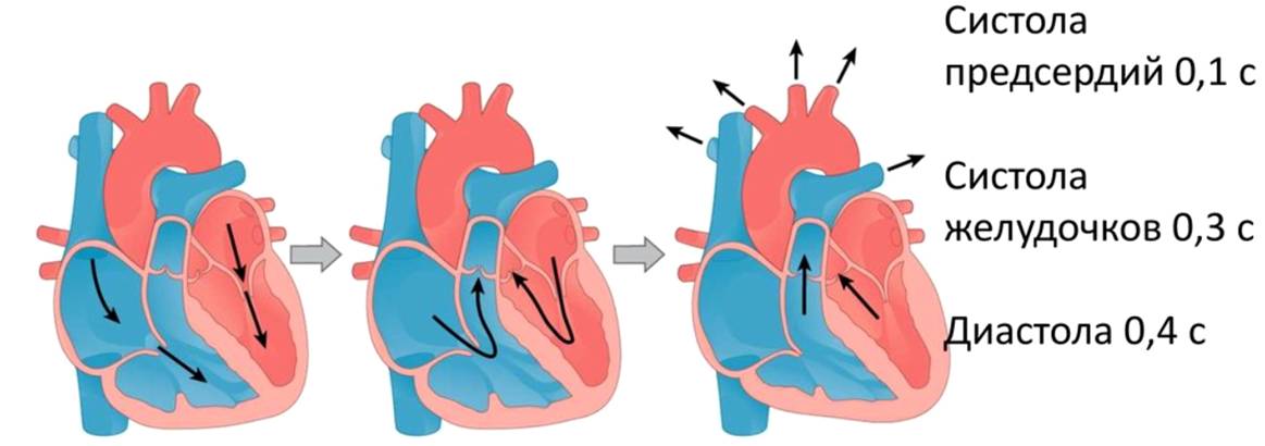 Сердечный цикл. Нагнетательная функция сердца