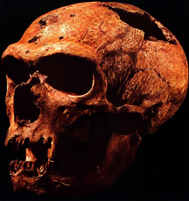 череп Неандертальца